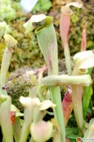 Sarracenia alata -- Blasse Schlauchpflanze